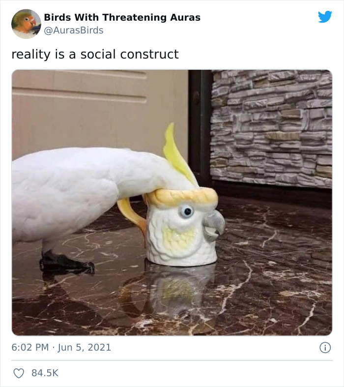 Aksi Burung Kocak yang tertangkap kamera ini bikin gregetan